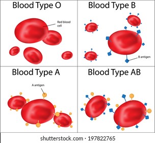 Abo Blood Groups Labeled Diagram Stock Vector (Royalty Free) 197822765 ...