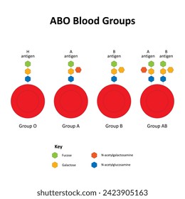 ABO Blood Groups and Red Blood Cell Antigens