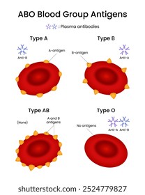 ABO Blood Type System Structure