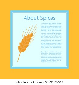 About spices informative poster. Ear grain-bearing tip part of stem of cereal plant, such as wheat or maize vector illustration with text