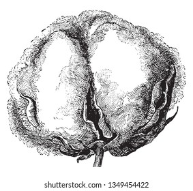 About two months after planting cotton plants, soil is called flower bulls for nutrients, sunlight and water, which are visible on cotton plants, vintage line drawing or engraving illustration.