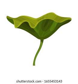 Above Water Lotus Leaf with Stem Isolated on White Background Vector Illustration