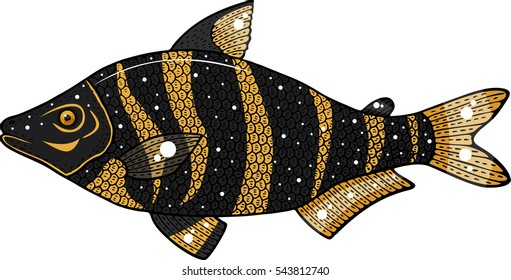 abramites hypselonotus