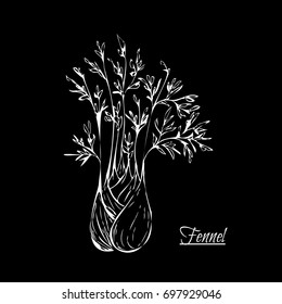 Absinthe ingredients. Fresh sweet fennel. Hand draw. For used for wallpaper, printing on the packaging paper, textiles.