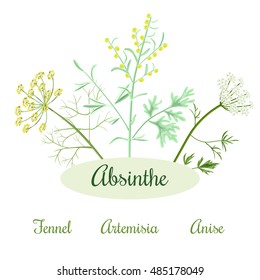 Absinthe ingredients. Grand wormwood or Artemisia absinthium , green anise or Pimpinella anisum, sweet fennel or Foeniculum vulgare. Vector illustration.