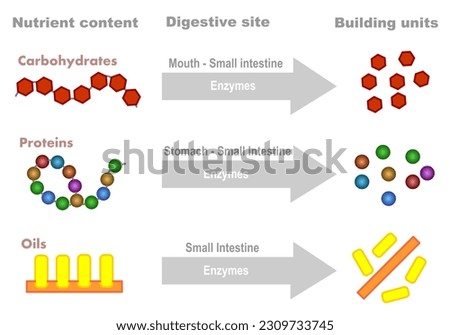 Absorption nutrients absorption diagram. Effect enzymes digestion infographic. Digestive site, protein, carbohydrates, oils, vitamin, minerals content. Mouth, chewing, small intestine, stomach. Vector