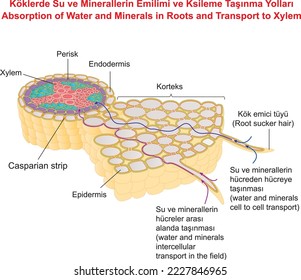 Absorption of Water and Minerals in Roots and Transport to Xylem