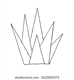 Abstract aloe vera plant vector line ink illustration in black and white. Agave plant sketch for organic skincare packaging, wellness blogs, medical brochures, or eco friendly product label
