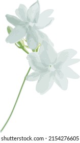Abstract of Arabian jasmine flower on white background. (Scientific name Jasminum Sambac)