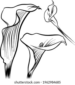 Abstract art with botanical illustration.Isolated sketch object. Flat vector illustration.