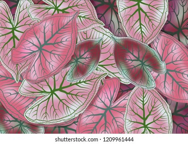 Abstract and art leaf of Caladium bicolor flower background. Vector EPS10