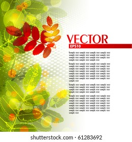 Abstract autumn background with mountain ash leaves. Vector