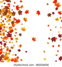Abstract autumnal background with flying maple leaves. Fall season greeting card, poster, flyer. Vector illustration isolated on a white background.