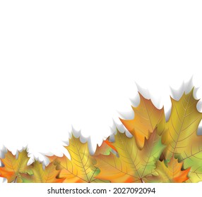 Abstract background. Autumn composition of maple leaves on a white background. Eps10.