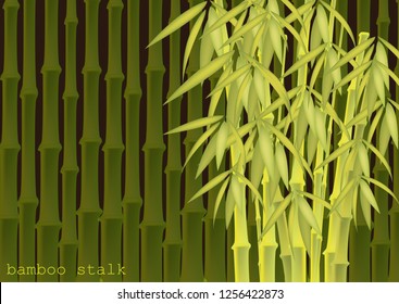 Abstract background of bamboo trees. Bamboo stalks. Vector illustration of tropical plants for your design.