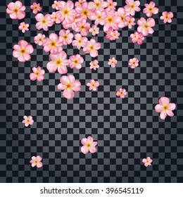 Abstract background with beautiful pink cherry blossom. Vector illustration isolated on a transparent background.