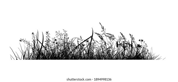 Abstract background and black silhouettes meadow wild herbs   flowers  Wildflowers  Floral background  Wild grass  Vector illustration 