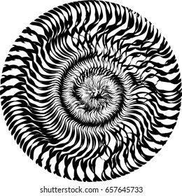Abstract background in circle of black and white concentric stripes.  Vector illustration.