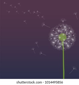 Abstract background of a dandelion for design. The wind blows the seeds of a dandelion. Template for posters, wallpapers, posters. Vector illustrations.