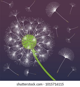 Abstract background of a dandelion for design. The wind blows the seeds of a dandelion. Template for posters, wallpapers, posters. Vector illustrations.
