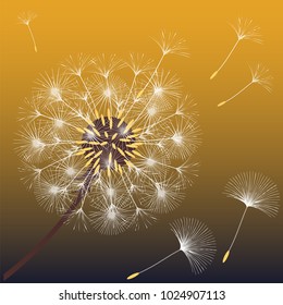 Abstract background of a dandelion for design. The wind blows the seeds of a dandelion. Template for posters, wallpapers, posters. Vector illustrations.