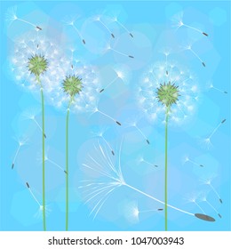 Abstract background of a dandelion for design. The wind blows the seeds of a dandelion. Template for posters, wallpapers, posters. Vector illustrations.