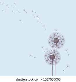 Abstract background of a dandelion for design. The wind blows the seeds of a dandelion. Template for posters, wallpapers, posters. Vector illustrations.
