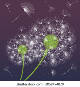 Abstract background of a dandelion for design. The wind blows the seeds of a dandelion. Template for posters, wallpapers, posters. Vector illustrations.