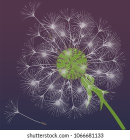 Abstract background of a dandelion for design. The wind blows the seeds of a dandelion. Template for posters, wallpapers, posters. Vector illustrations.