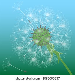 Abstract background of a dandelion for design. The wind blows the seeds of a dandelion. Template for posters, wallpapers, posters. Vector illustrations.