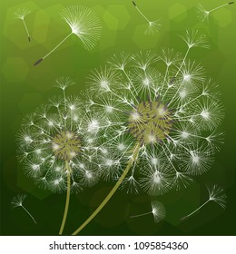 Abstract background of a dandelion for design. The wind blows the seeds of a dandelion. Template for posters, wallpapers, posters. Vector illustrations.