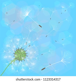 Abstract background of a dandelion for design. The wind blows the seeds of a dandelion. Template for posters, wallpapers, posters. Vector illustrations.