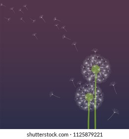 Abstract background of a dandelion for design. The wind blows the seeds of a dandelion. Template for posters, wallpapers, posters. Vector illustrations.