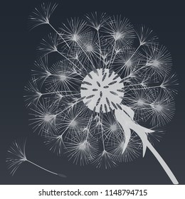 Abstract background of a dandelion for design.  The wind blows the seeds of a dandelion. Template for posters, wallpapers, posters. Vector illustrations.