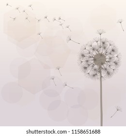 Abstract background of a dandelion for design.  The wind blows the seeds of a dandelion. Template for posters, wallpapers, posters. Vector illustrations.