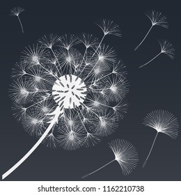 Abstract background of a dandelion for design.  The wind blows the seeds of a dandelion. Template for posters, wallpapers, posters. Vector illustrations.