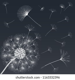 Abstract background of a dandelion for design.  The wind blows the seeds of a dandelion. Template for posters, wallpapers, posters. Vector illustrations.
