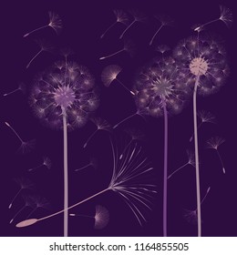 Abstract background of a dandelion for design.  The wind blows the seeds of a dandelion. Template for posters, wallpapers, posters. Vector illustrations.