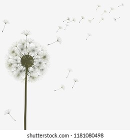 Abstract background of a dandelion for design.  The wind blows the seeds of a dandelion. Template for posters, wallpapers, posters. Vector illustrations.