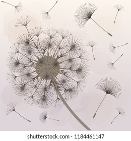 Abstract background of a dandelion for design.  The wind blows the seeds of a dandelion. Template for posters, wallpapers, posters. Vector illustrations.