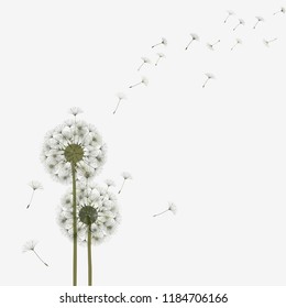 Abstract background of a dandelion for design.  The wind blows the seeds of a dandelion. Template for posters, wallpapers, posters. Vector illustrations.