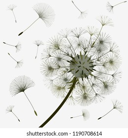 Abstract background of a dandelion for design.  The wind blows the seeds of a dandelion. Template for posters, wallpapers, posters. Vector illustrations.