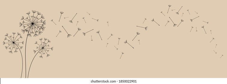 Abstract background of a dandelion for design. The wind blows the seeds of a dandelion.  Vector illustration