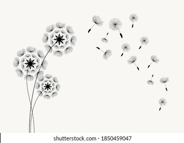 Abstract background of a dandelion for design. The wind blows the seeds of a dandelion.  Vector illustration