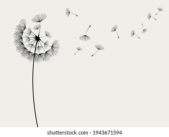 Abstract background of a dandelion for design. The wind blows the seeds of a dandelion.  Vector illustration
