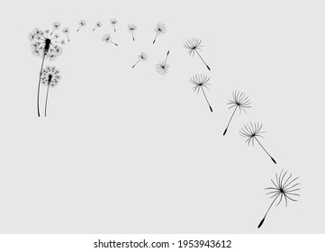 Abstract background of a dandelion for design. The wind blows the seeds of a dandelion.  Vector illustration