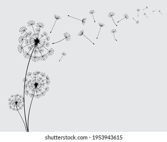 Abstract background of a dandelion for design. The wind blows the seeds of a dandelion.  Vector illustration