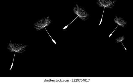 Abstract background of a dandelion for design. The wind blows the seeds of a dandelion.  Vector illustration