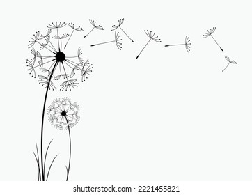 Abstract background of a dandelion for design. The wind blows the seeds of a dandelion.  Vector illustration