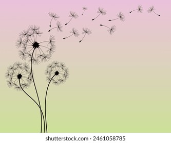 Abstract background of a dandelion for design. The wind blows the seeds of a dandelion.  Vector illustration